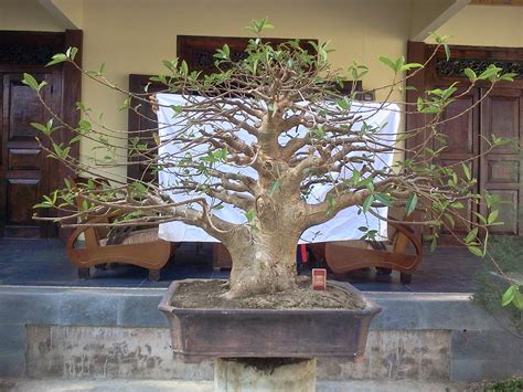 Bonsai Harga Pohon Bonsai