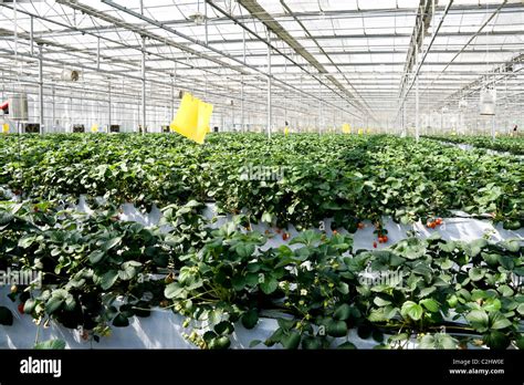 El cultivo de fresas en invernaderos en Beijing Fotografía de stock Alamy