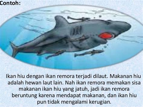 Simbiosis Komensalisme Ikan Hiu Dan Ikan Remora