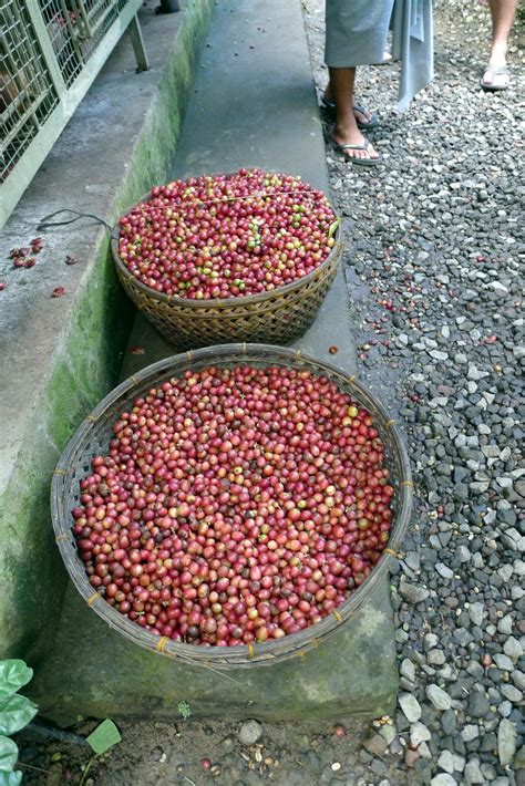 Cat Poop Coffee? Made Fresh in Indonesia - Eat Drink Travel Magazine