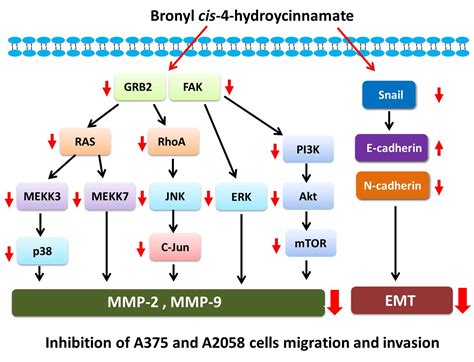 Ijms Free Full Text Bornyl Cis 4 Hydroxycinnamate Suppresses Cell