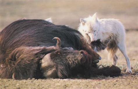 Arctic wolf dines on its pack’s musk ox kill. : r/HardcoreNature