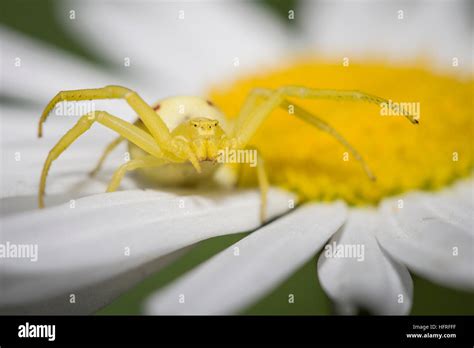 A yellow flower crab spider (Misumena vatia) waits for pollinating insects on the petals of an ...