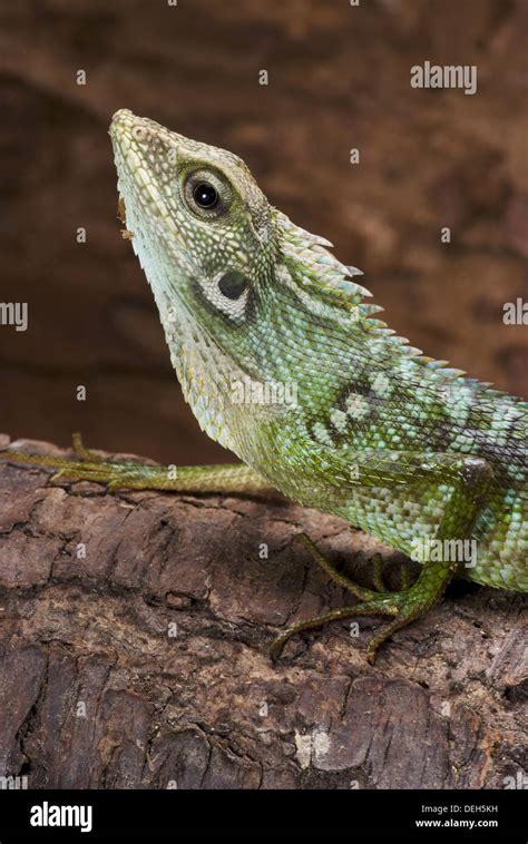 Green Crested Lizard Bronchocela Jubata Stock Photo Alamy