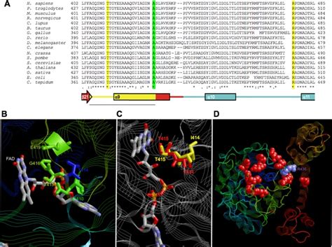 In Silico Structural Analysis A Alignment Of Mto1 Proteins From Download Scientific Diagram