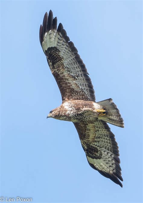 Common Buzzard Croston Moss Lancs Uk LPA 5839 Kestrel2694 Flickr