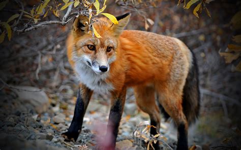 Download Animal Fox HD Wallpaper
