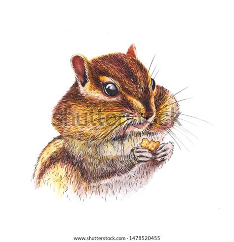 Chipmunk Full Cheeks Eating Isolated On Stock Illustration 1478520455 | Shutterstock