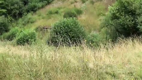 Tanta Voglia Di Cazzo Full Movie Egyptian European Porn XHamster