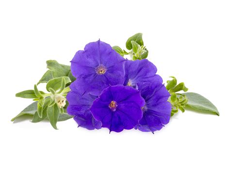 petunia flowers #3565517