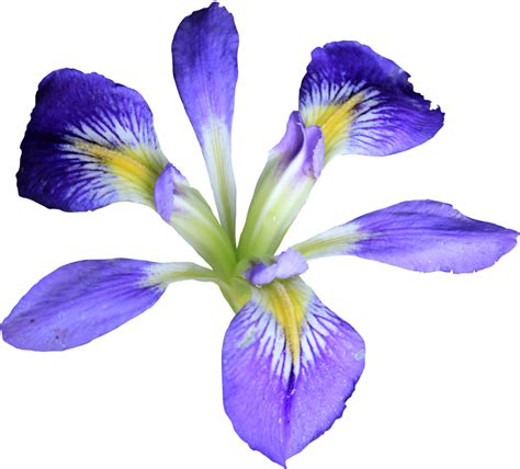 Iris Flower PNG HD Transparent Iris Flower HD.PNG Images. | PlusPNG