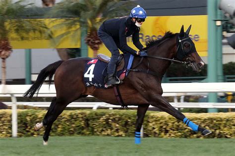 浪琴表香港國際賽事週二晨操圖輯 賽馬新聞 香港賽馬會