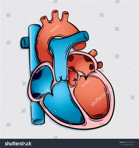 203 Heart Chambers Diagram Images, Stock Photos & Vectors | Shutterstock