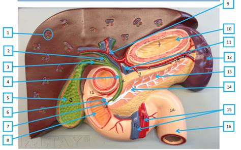 Liver Gallbladder And Pancreas Model Diagram Quizlet