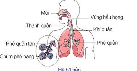 Ngạc nhiên về hệ hô hấp của người