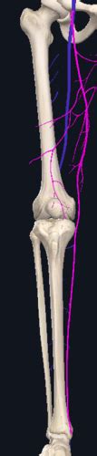 Fascia Superficial Neurovasculature Gait Lower Limb Flashcards