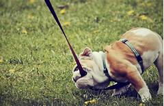 This Daily Bulldog Trick Will Amaze You Easy Training Guide Included