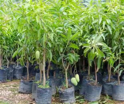 Baramasi Mango Plant Size Large Golden Nursery Kolkata West Bengal