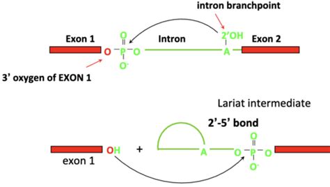 introns exons and splicing Flashcards | Quizlet
