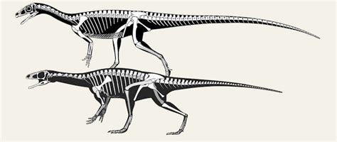 Skeletal Reconstructions Schematic Vs Realisticdr Scott Hartmans Skeletal