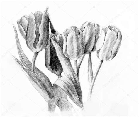 Tulipanes Dibujo A L Piz Foto De Stock Piyasheva