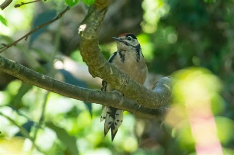 Herts Bird Club 2022 Great Spotted Woodpecker Welwyn Garden City