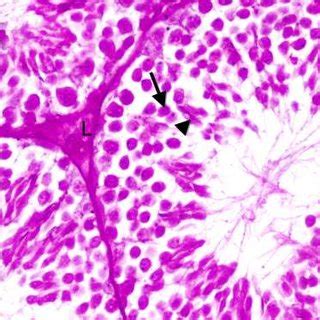 A Semithin Section Of The Testis Of Adult Control Rat Showing Cellular