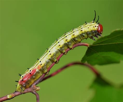 Rosy Maple Moth Facts Habitat Diet Life Cycle Pictures
