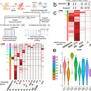 a Overview of single-cell CRISPR screen integrated with long-read ...