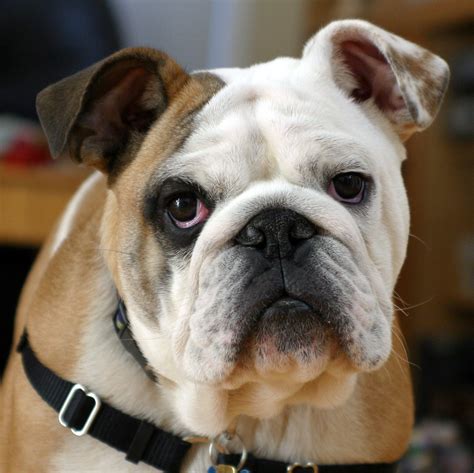Bulldog Breed Guide - Learn about the Bulldog.