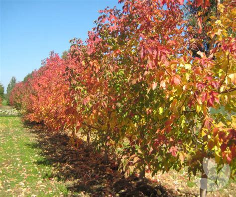 Acer Negundo Sensation Maple Gsnursery