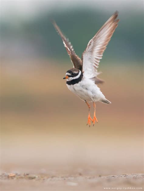 Common Ringed Plover In Flight Wildlife Bird Photography By Sergey