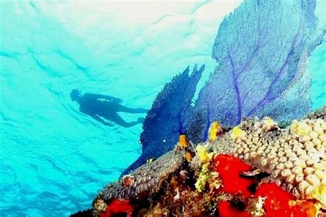 Cozumel Snorkeling Guide for January 2025 | Island Life Mexico