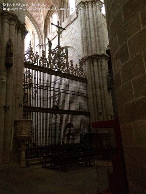 Reja Del Altar Mayor Catedral De Sig Enza Biodiversidad