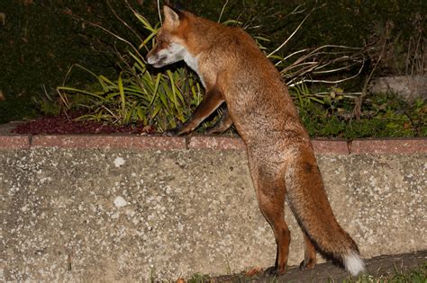 The Complete Fox of the Day/1705161410096860 