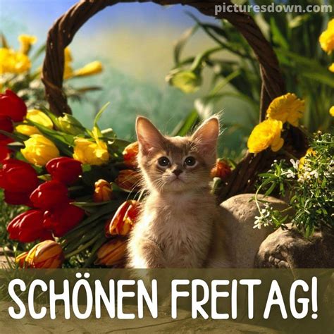 Guten Morgen Freitag Bild Katze Und Tulpen Picturesdown