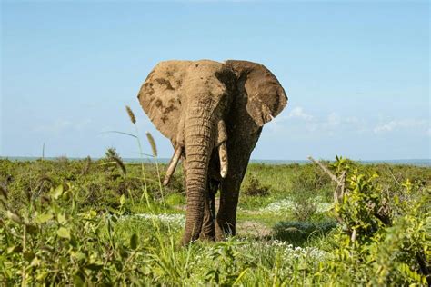 Parco Nazionale Amboseli Tour Di Un Giorno Intero Da Nairobi