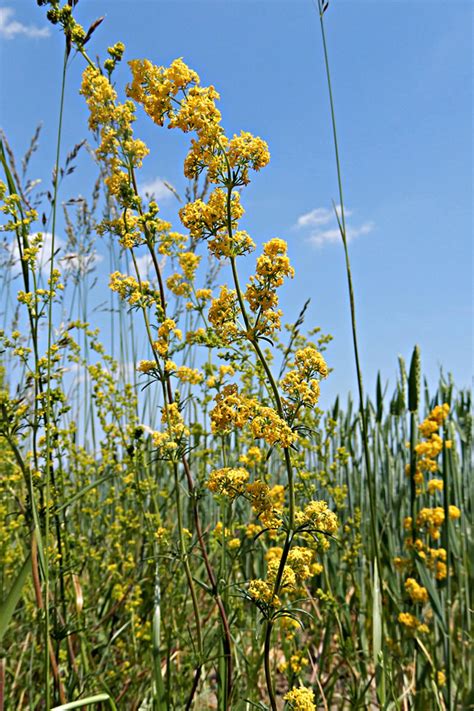 Galium Wirtgenii Burgenland Flora