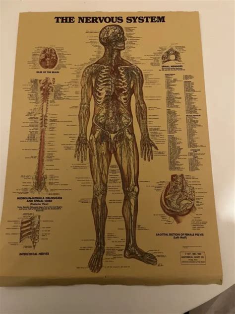 The Nervous System Anatomical Wall Chart Cm By Cm Chicago