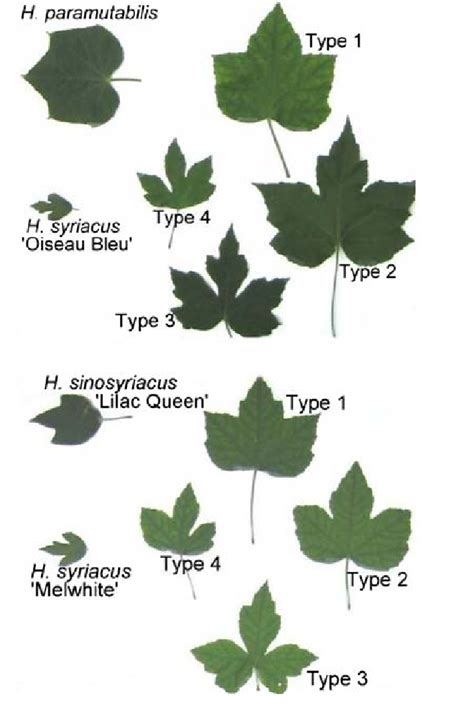 Identifying Ivy Varieties