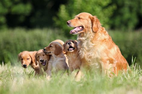 golden retriever entzuendung lefzenekzem beim hund ursachen symptome