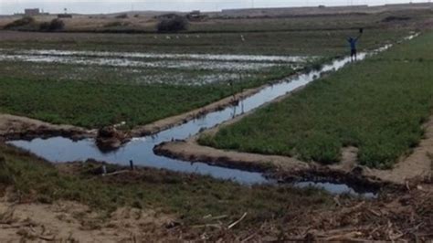 Fenómeno El Niño Más De 800 Hectáreas Agrícolas Se Perdieron Por