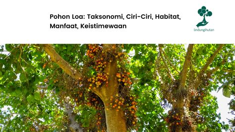 Pohon Loa Taksonomi Ciri Ciri Habitat Manfaat Keistimewaan