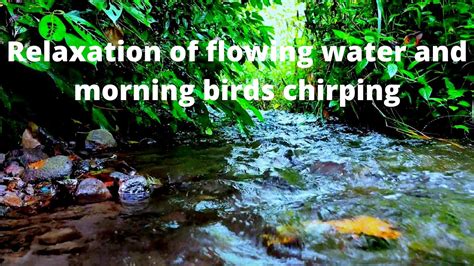 Relaxation Of Flowing Water And Morning Birds Chirping Morning Bird