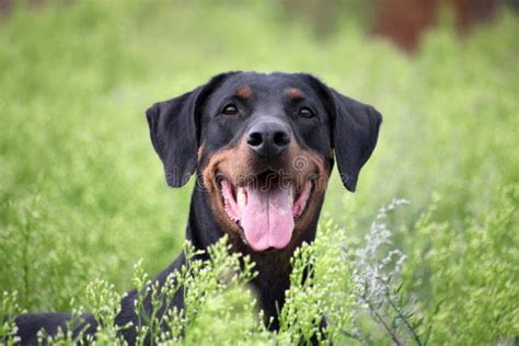 Black and Brown Doberman in the Nature Stock Photo - Image of animal, brown: 137352640