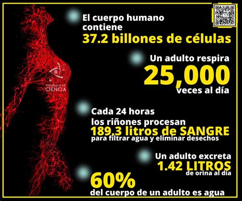 Enséñame de Ciencia on Twitter Hablemos del cuerpo humano 5 datos