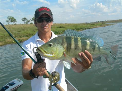 Pesca Saga Esportiva Tucunaré