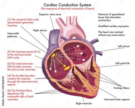 Ilustrace Diagram Of Cardiac Conduction System The Sequence Of