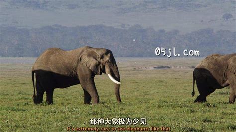 【英语中英字幕】动物世界纪录片：塞伦盖蒂游牧者 Nomads Of The Serengeti 2015 全5集 超清1080p下载 纪录片之家