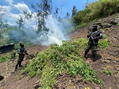 Pmop Asegura Y Destruye Plantaci N De Droga En Saba Col N Extra